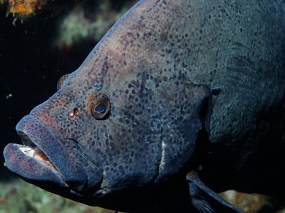 Flower Goby