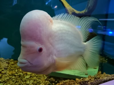 Flowerhorn Cichlid