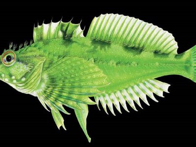 Fluffy Sculpin