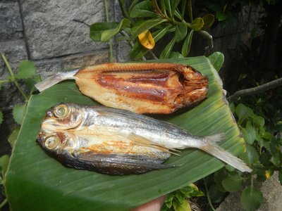 Flying Halfbeak