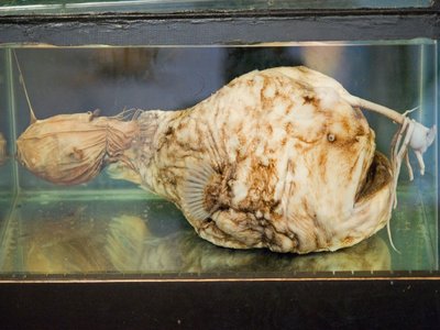 Football Fish