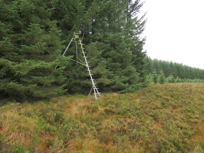 Forest Perch