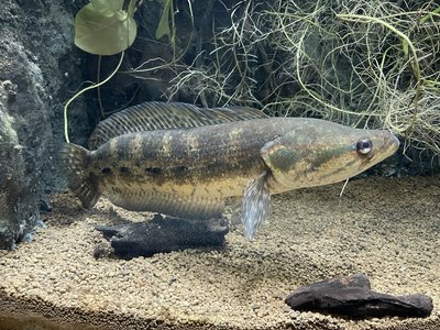 Forest Snakehead