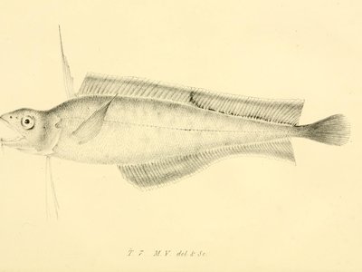 Forked Hake