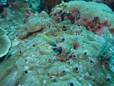 Forktail Blenny
