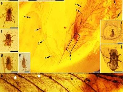 Fossil Barb