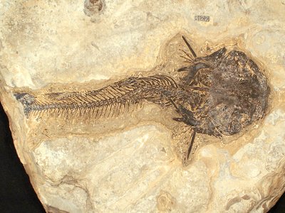 Fossil Catfish