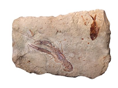 Fossil Fish