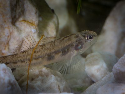 Fountain Darter