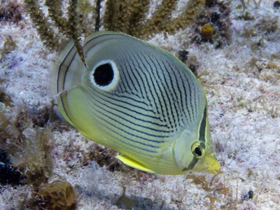 Foureye Butterflyfish