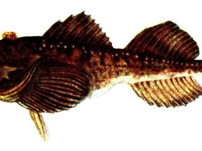 Fourhorn Sculpin