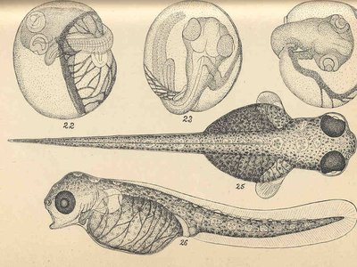 Fourspine Stickleback