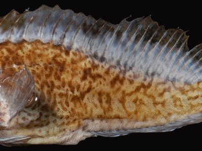 Freckled Blenny