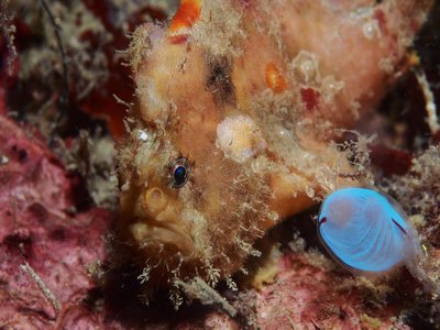 Freckled Frogfish