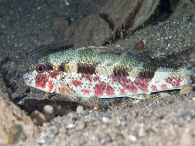 Freckled Goatfish