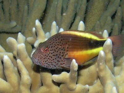 Freckled Hawkfish