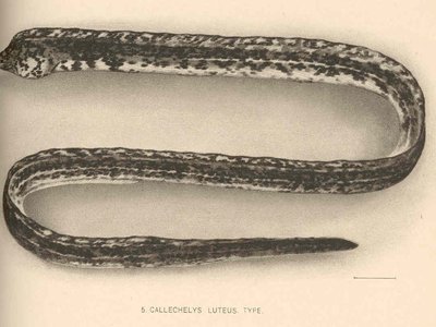 Freckled Snake Eel