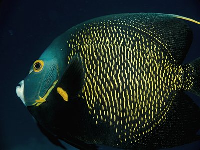 French Angelfish