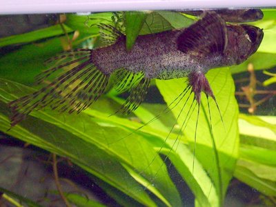 Freshwater Butterflyfish