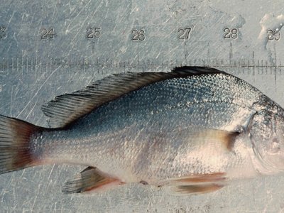 Freshwater Drum