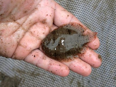 Freshwater Flounder