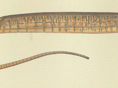 Freshwater Pipefish