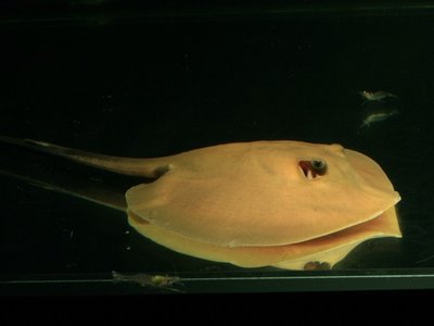 Freshwater Stingray