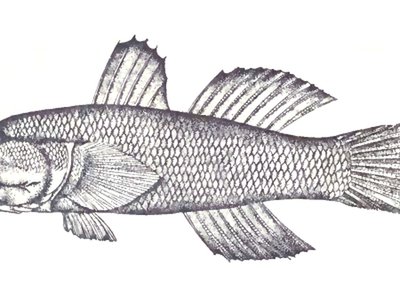 Frill Goby