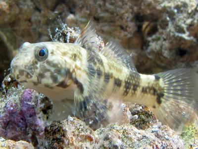 Frillfin Goby