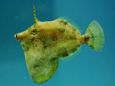 Fringed Filefish