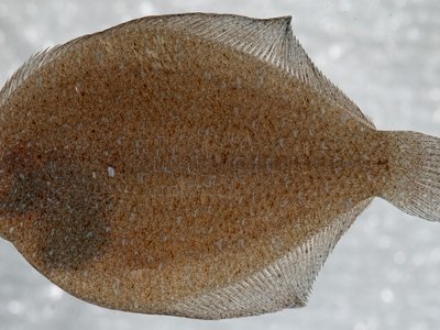 Fringed Flounder