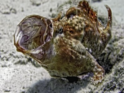 Frogfish