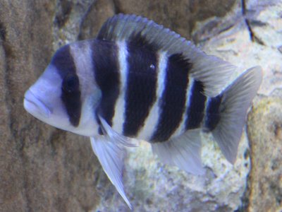 Frontosa Cichlid