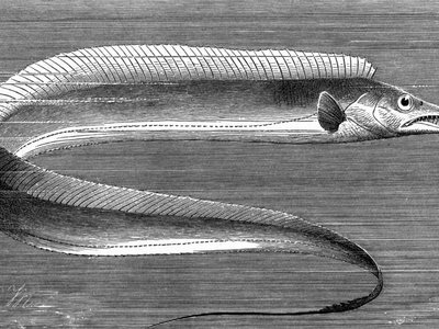 Frostfish