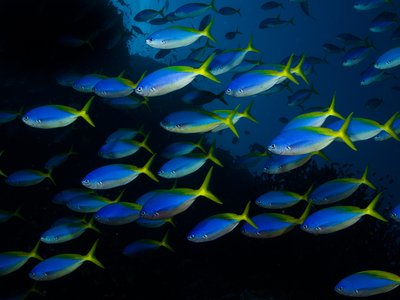 Fusilier Fish