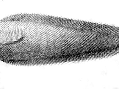 Gadella imberbis