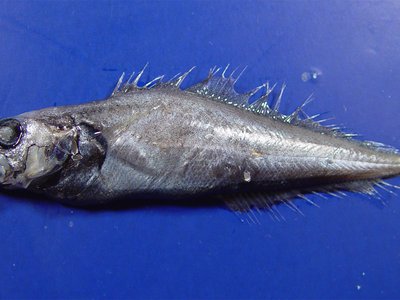 Gadella
