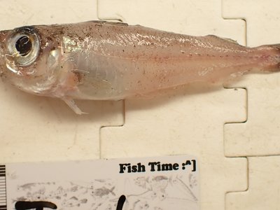 Gadiculus thori