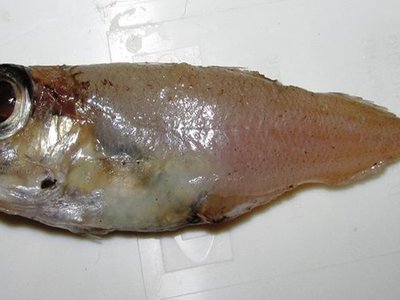 Gadiculus
