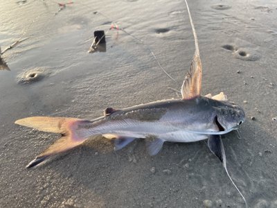 Gafftopsail Catfish