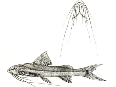 Gagata nangra