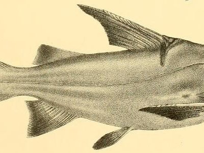 Gagata