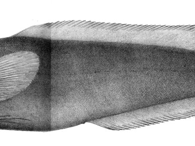 Gaidropsarus
