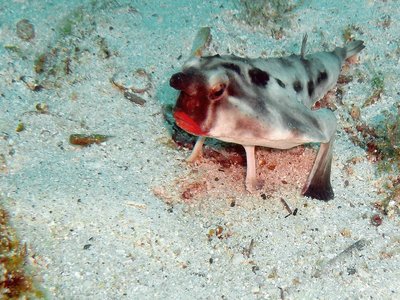 Galapagos Batfish