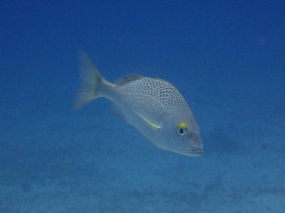 Galapagos Grunt