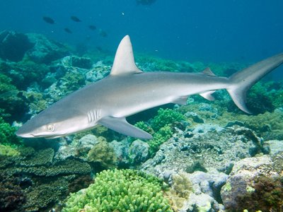 Galapagos Shark