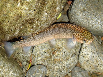 Galaxias brevipinnis
