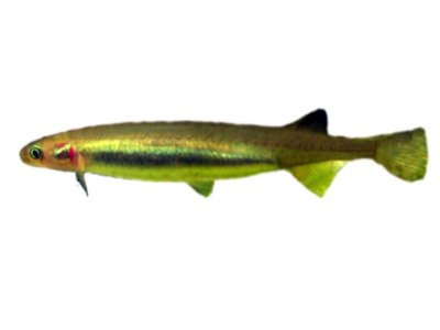 Galaxias maculatus