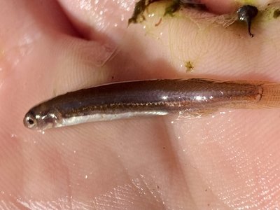 Galaxiella munda