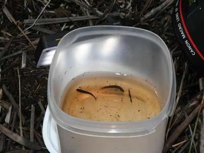 Galaxiella nigrostriata